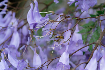 bee flight on Jacaranda flower