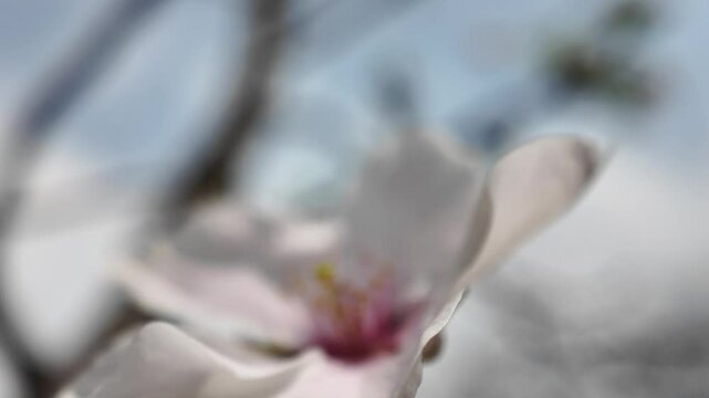 Full Sakura Bloom at Maizuru Park 29 Mar 2025