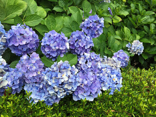 Pictures of light blue-purple hydrangea flowers taken in Japan.
