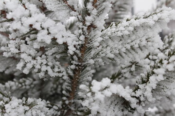 beautiful green spruce covered with snow close-up