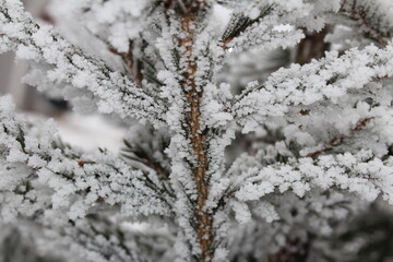 beautiful green spruce covered with snow close-up