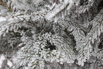 beautiful green spruce covered with snow close-up