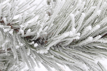 beautiful green spruce covered with snow close-up