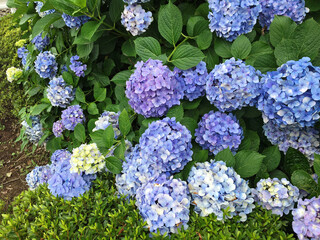 Pictures of light blue-purple hydrangea flowers taken in Japan.