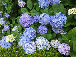 Pictures of light blue-purple hydrangea flowers taken in Japan.