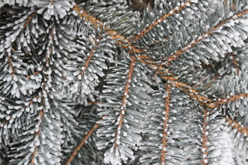 beautiful green spruce covered with snow close-up
