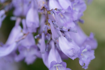 Jacaranda flower