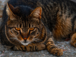 
A stray Greek cat looks at the camera on the island of Mykonos in Greece