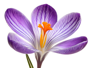 Meadow saffron flower isolated on transparent background. Delicate purple crocus flower with petals. A purple flower with an orange center.