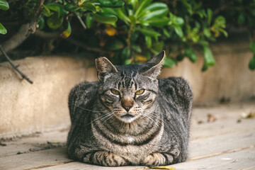 Tabby Cat Resting