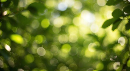 Obraz premium Green Leaves Bokeh Background with Sunlight Filtering Through