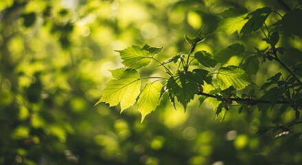 Sunlit Leaves in Forest, Natural Light Filtering Through Trees