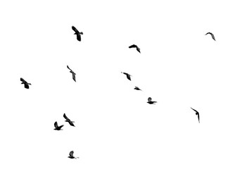 A flock of birds flying in the sky