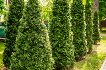 Cypresses in a row, an alley of evergreen pyramidal cypresses