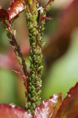 A plant is infested with bugs