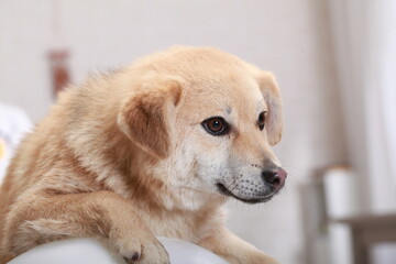 funny red mongrel puppy portrait