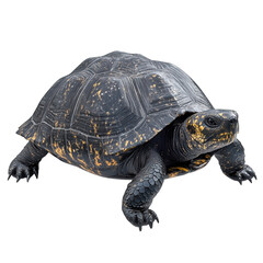 Obraz premium Majestic box turtle a symbol of longevity and ancient wisdom captured on transparent background