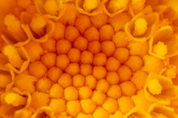 Macro fotografía de gineceo de margarita