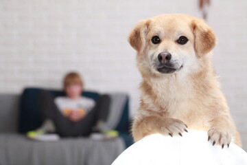 funny red mongrel puppy portrait