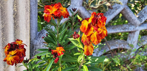Orange flowers Erysimum or Erysimum cheiri near the fence. Panorama.