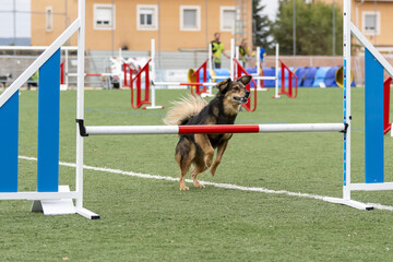 Dog competes in agility course during outdoor event at a sports field