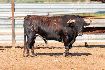 Bull standing in a dusty pen at a rural ranch during bright daylight hours