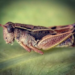 "A breathtaking wild landscape where a deer grazes near vibrant wildflowers under golden sunset light, with majestic mountains in the background."

