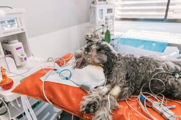 Dog lying on operating table undergoing anesthesia with intubation and monitoring equipment in veterinary hospital