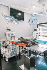 Veterinarian performing surgery on an anesthetized dog lying on operating table in a modern veterinary hospital