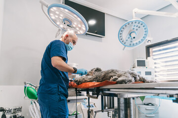 Veterinarian performing surgery on an anesthetized dog lying on a surgical table in a modern veterinary hospital