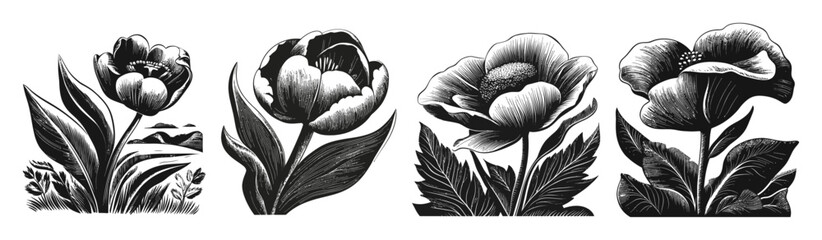 Fototapeta premium Black and White Floral Illustrations of Various Flower Designs
