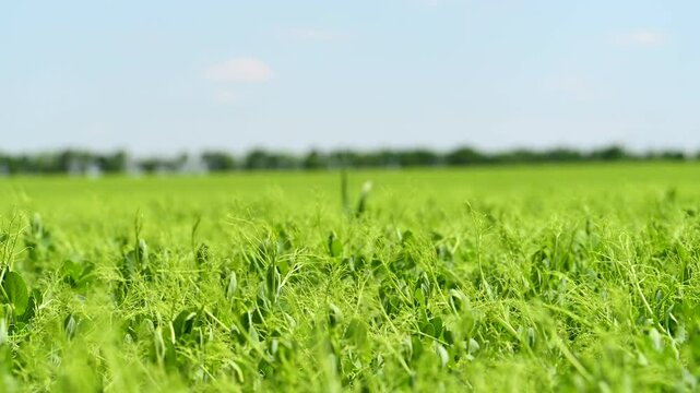 green pea field