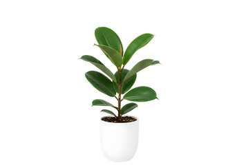 Isolated rubber plant in white pot Isolated on transparent background ideal for design purposes