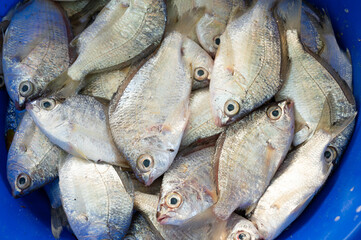 Silver belly fish, market stall with freshly caught seafood in Kochi, India, fishing industry at the Arabian Sea, mojarra, gerres subfasciatus