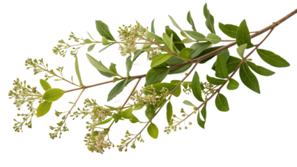 Herbal medicine plant Lawsonia inermis or Henna on white or transparent background