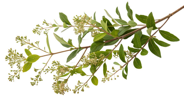 Herbal medicine plant Lawsonia inermis or Henna on white or transparent background