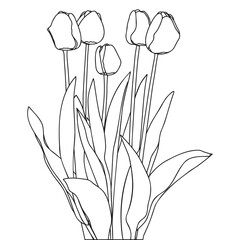 Blooming Outline Spring Tulip Flowers