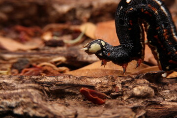 Super macro image of a worm in nature walking on a tree.