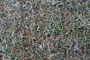 Frozen plants during frost in the field. Beautiful winter natural landscape.
