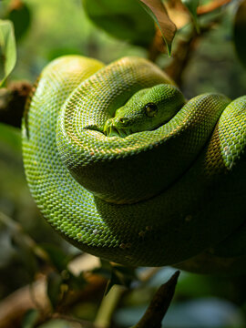 green tree python