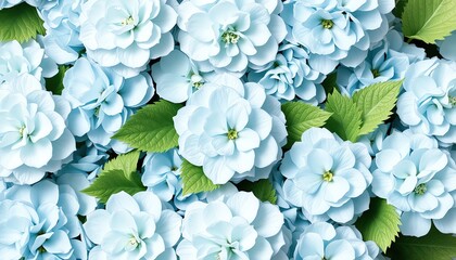 Stunning Pastel Blue Flowers Background Close Up Macro Shot of Delicate Blooms and Lush Green Leaves