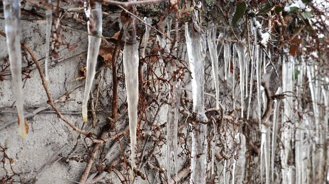 icicles on plants. Icicles in a row on the vines of maiden grapes.Spring background. Spring frosts weather. 4k footage