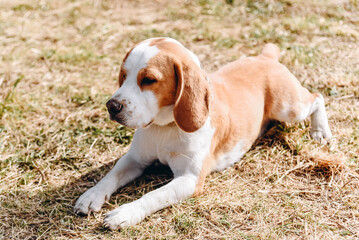 cute red and white beagle dog lying in green nature outdoors in summer, scent hound, foxhound,...