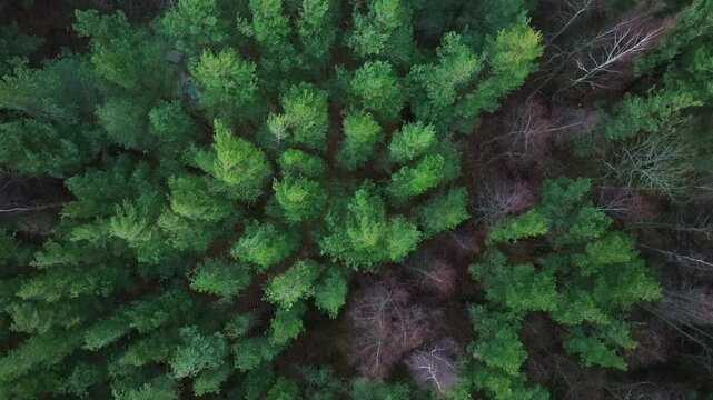 Pine trees bend and shift in strong winds, viewed from above in forest storm