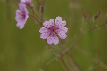 Fototapeta premium flower, nature, pink, plant, purple, garden, flowers, summer, spring, flora, blossom, wild, bloom, macro, beauty, meadow, season, clover, close-up, orchid, field, leaf, closeup, color, herb