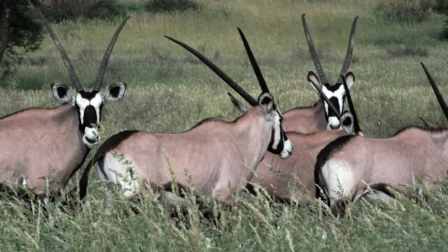 A group of Oryx or Gemsbok in long green grass