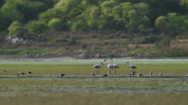 Greater Flamingos feeding in lake in Morning