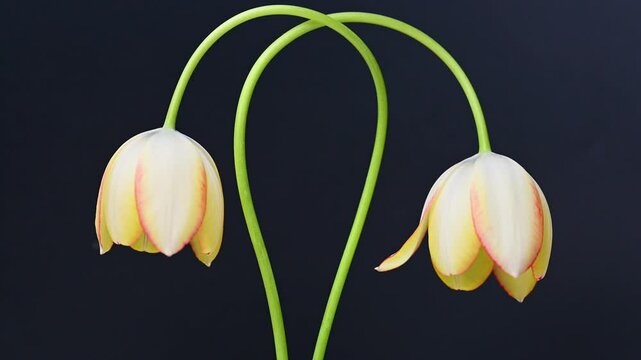 video of yellow tulip