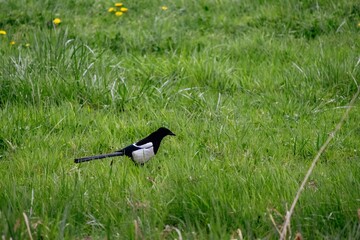 black bird on grass