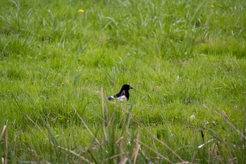 black winged blackbird